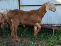 Vædder, Arashan sheep — foto 1
