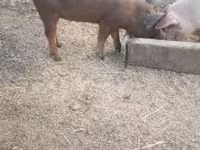 Babi hutan, Дюрок — foto 1
