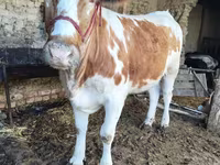گاو نر, Simmental cattle — عکس 1
