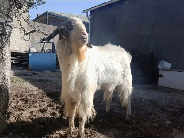 Jarac, Beetal goats