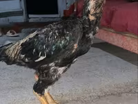 Chickens — รูปภาพ 3