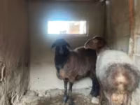 مینڈھا, بھیڑیں — تصویر 4