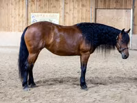 Кобила, Friesian — снимка 3