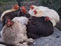 Chickens — फ़ोटो 1