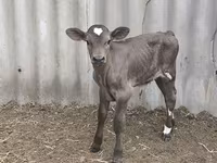 گاو نر, Swiss cattle — عکس 1