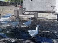 Geese — Foto 3