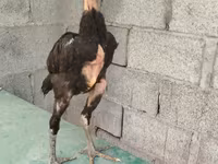 Chickens — عکس 2