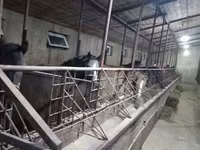 Pastuv, Коњи — fotografija 5