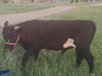 گاو ماده, Simmental cattle — عکس 6