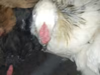 Chickens — foto 8
