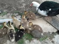 Muscovy Domestik — foto 3