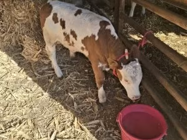 Toro, Razza grigia ungherese