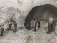 قوچ, گوسفند — عکس 3
