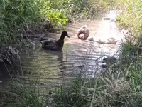 Ducks — Foto 2