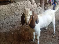 Buk, Boer goat — foto 2
