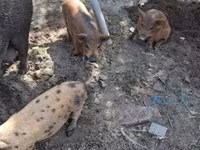 Babi betina, Дюрок — foto 1