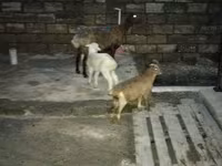 암양, 양 — 사진 1