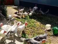 Turkeys — 4. fotó