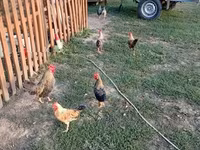Chickens — 사진 3