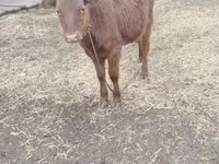Vache, Bovins — photo 1