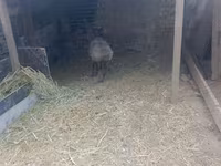 Kambing betina, Sheep — foto 4
