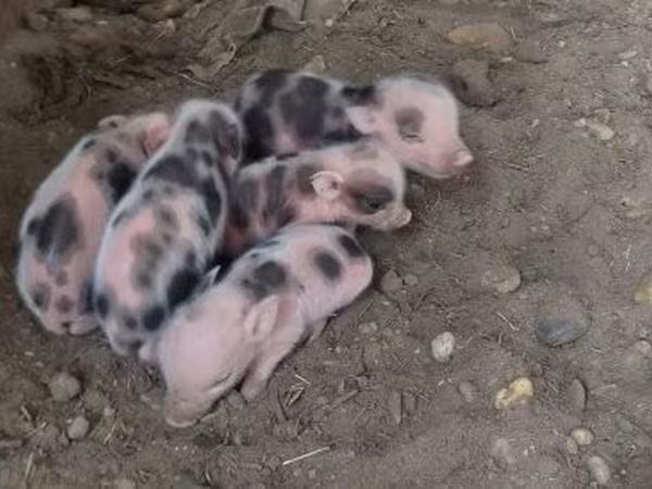 Pigs (batch, sex not specified), Pigs — Hungary