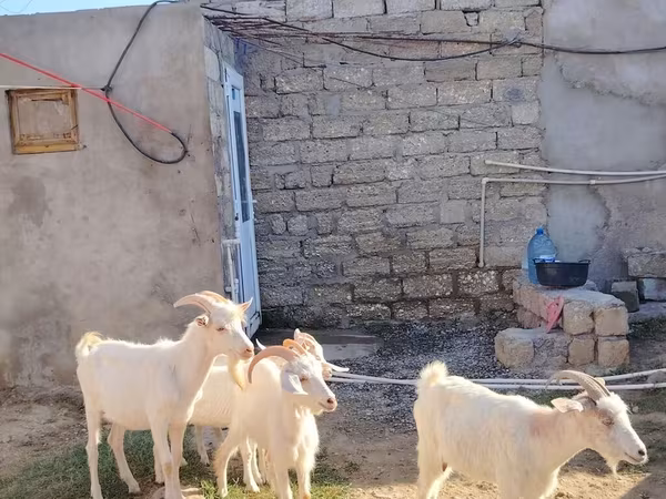 Էգ այծ, Saanen goat