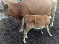 Toro, Bovini — foto 8