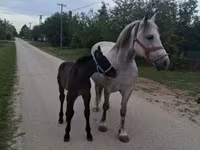 Kobyła, Friesian — zdjęcie 2
