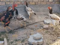 Ayam Cemani — picha 4