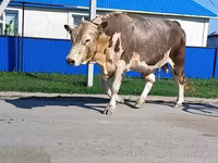 Tyre, Simmental cattle — foto 4
