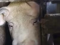Babi betina, Дюрок — foto 4