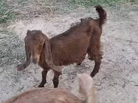 Ri’ lab, Goats — sawirka 4