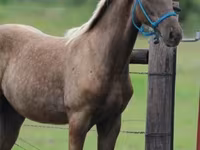 Cavallo, Black Sea breed — foto 3