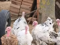 Turkeys — foto 2