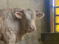 Dibi, Simmental cattle — sawirka 4