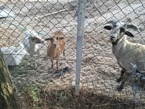 Sheep, Cameroon sheep — Hungary