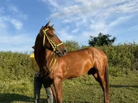 Koń, Akhal-Teke — zdjęcie 3
