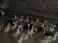 Geese — फ़ोटो 7