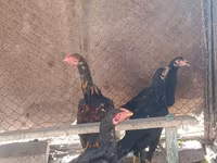 Chickens — Foto 2