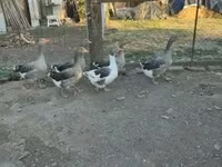 Guinea fowl — 写真 7