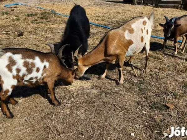 Țap, Capre