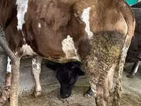Bovini (lotto, sesso non specificato), Bovini — foto 1