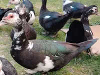 Ducks — photo 2