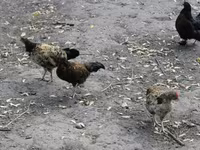 Chickens — 사진 6