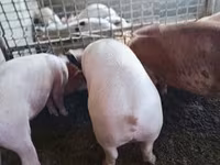 Babi betina — foto 5