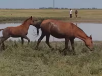 Cavalla, Kazakh horse — foto 1