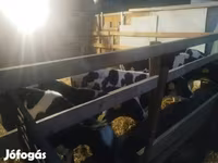 Byk, Russian Black pied cattle — zdjęcie 1