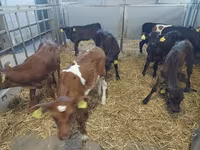 گاو ماده, Simmental cattle — عکس 2