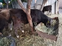 Toro, Swiss cattle — foto 5